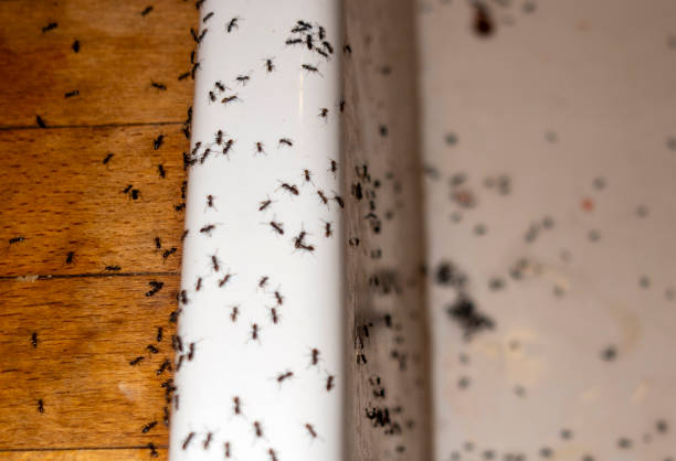 Best Termite Control Services  in Queensland, MD