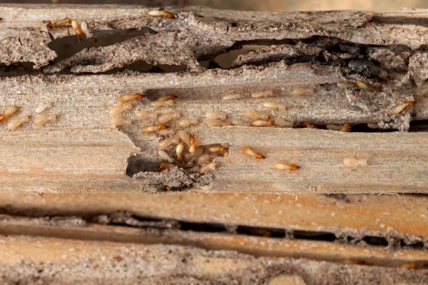  Queensland, MD Pest Control Pros